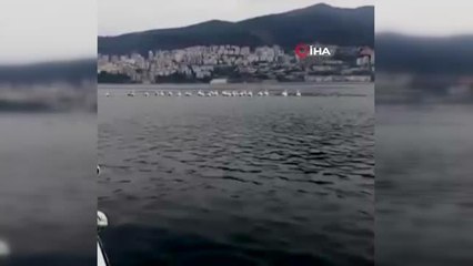 Gemlik Körfezi'nden ayrılan pelikanlar böyle görüntülendi