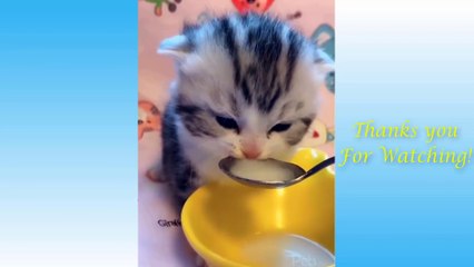 Top Funny Cat Videos Of The Weekly - Try Not To Laugh  _ Relaxer