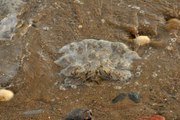 Kızkalesi sahiline ölü denizanaları vurmaya devam ediyor