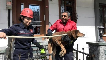 Son Dakika | AVCILAR'DA MAHSUR KALAN KÖPEĞİ İTFAİYE KURTARDI