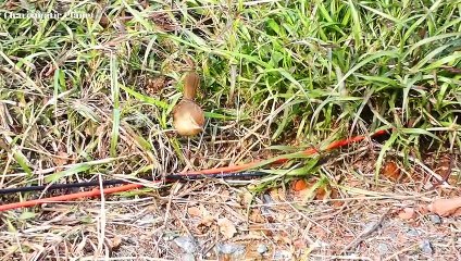 Ashy Prinia (Prinia socialis)