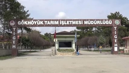 (Drone) Süt kuzularının anneleriyle buluşma anı görüntülendi