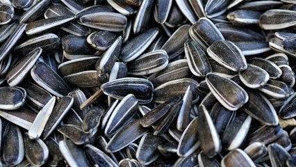 8 Propiedades Y Beneficios de las PIPAS DE GIRASOL ✅