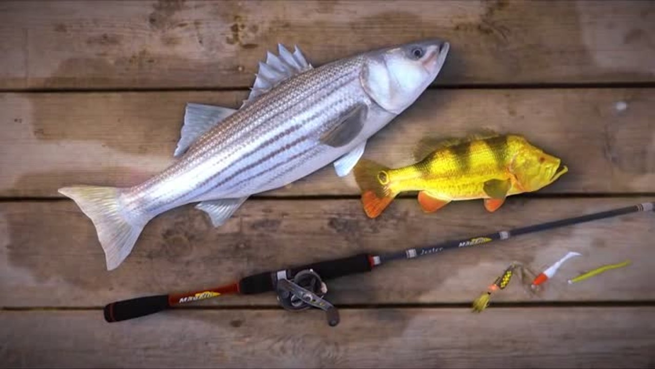 Un bon appât et c'est parti pour des heures de fun !