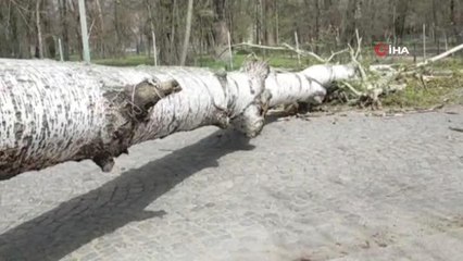 Edirne'de şiddetli fırtına ağaçları devirdi