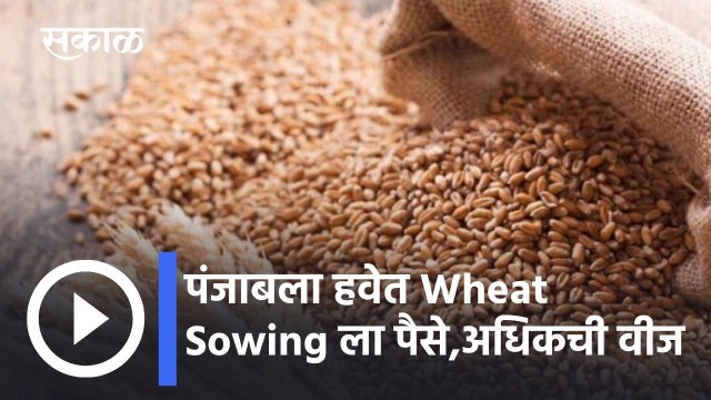 पंजाबला हवेत Wheat Sowing ला पैसे,अधिकची वीज _ Punjab Requests for Grant and Additional Power
