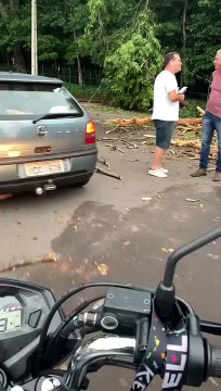 Dois homens ficam feridos após galhos de árvore cair sobre veículo na Avenida Apucarana