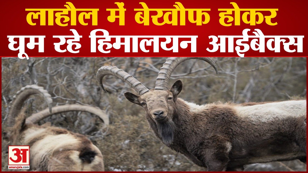 10 हजार फीट से अधिक ऊंचाई पर विचरण कर रहे आईबैक...