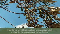 El proyecto LIFE Resilience desarrolla trabajos de campo para prevenir la Xylella en explotaciones de olivar y de almendro
