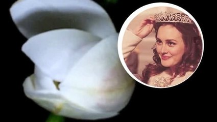 قولي لي أي وردة تفضلين أقول لك من أنت