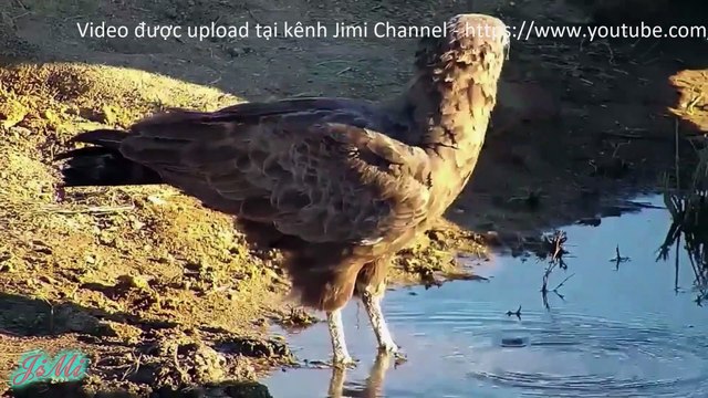 Đại bàng ăn rắn nâu - Loài chim săn khiến các loài rắn phải khiếp sợ