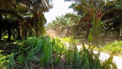 Video footage of a dump truck carrying palm fruit