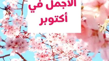 لحظات جمال زهرية في شهر التوعية لسرطان الثدي