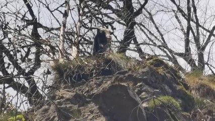 Artvin'de kayalıklarda mahsur kalan keçi 6 gün sonra kurtarıldı