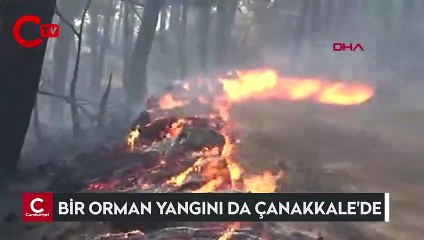 Çanakkale Bayramiç'te orman yangını çıktı