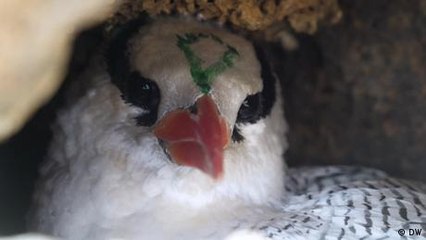 Cape Verde: Tourism threatens seabird populations