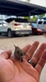 Baby Humming Bird Finds New Friend