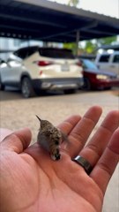 Baby Humming Bird Finds New Friend