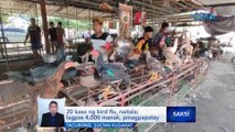 20 kaso ng bird flu, naitala sa Tacurong, Sultan Kudarat; lagpas 4,000 manok, pinagpapatay | Saksi