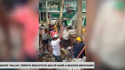 MURIÓ "NALAH", LA PERRITA QUE RESCATÓ A VÍCTIMAS DEL SISMO DEL 2017