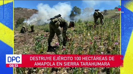 Ejército destruye 100 hectáreas de amapola en Chihuahua