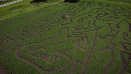 Anthem - Corn Maze