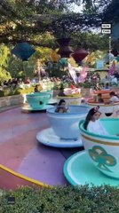 Cardi B's Security Guard is 'All Business' on Disneyland's Teacup Ride