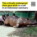 Critically Endangered Sumatran Rhino Gives Birth