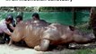 Critically Endangered Sumatran Rhino Gives Birth