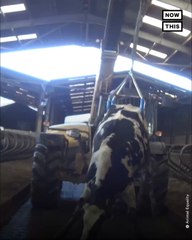 Dairy Industry Under Fire for Alleged Animal Abuse