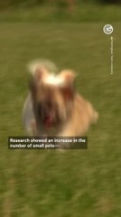 Small Pets at Increased Risk of Heatstroke