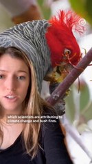 Gang-gang Cockatoos Are Now a Threatened Species
