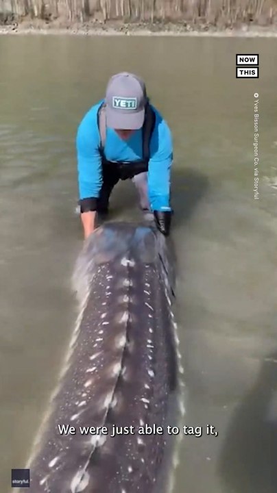 10-Foot Sturgeon Caught in British Columbia River