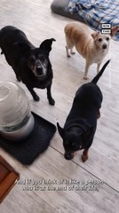 Rescue Center Provides Hospice Care for Senior Pets