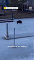 500-lb Black Bear 'Hank the Tank' Caught on Camera