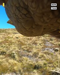 Parrot Takes GoPro for Hilarious Ride