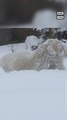 Polar Bear Enjoys Snowfall in Chicago