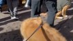 Dog Owners Celebrate Golden Retriever Day in Golden, CO