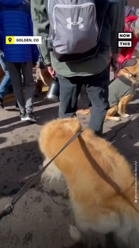 Dog Owners Celebrate Golden Retriever Day in Golden, CO