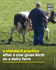 Farmer Separates Cow and Calf in Heartbreaking Footage