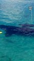 Paddle Boarders Have Close Encounter With Whale & Its Calf