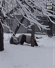 Animals at Smithsonian's National Zoo Enjoy Snow Day