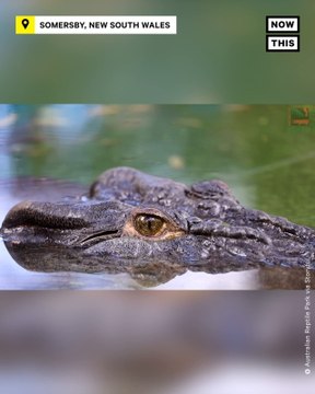 Elvis the Crocodile Celebrates 56th Birthday