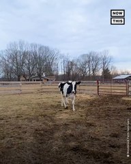 See Farm Animals’ Transformation After Living in Sanctuaries