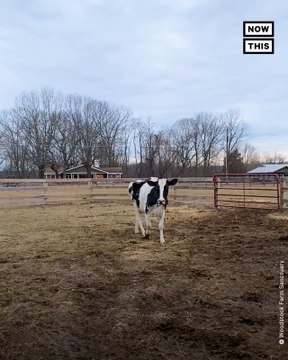 See Farm Animals’ Transformation After Living in Sanctuaries