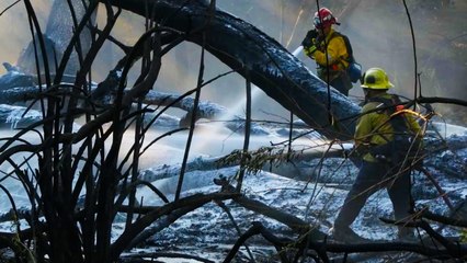 Save the Forests? Set Them On Fire.