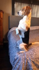 Pup Perfects Upright Pose