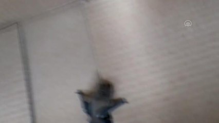 AFYONKARAHİSAR - Yaşlı çiftin evine giren cüce yarasa koruma altına alındı