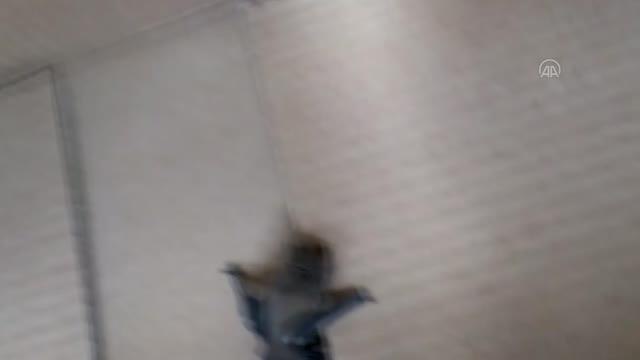 AFYONKARAHİSAR - Yaşlı çiftin evine giren cüce yarasa koruma altına alındı