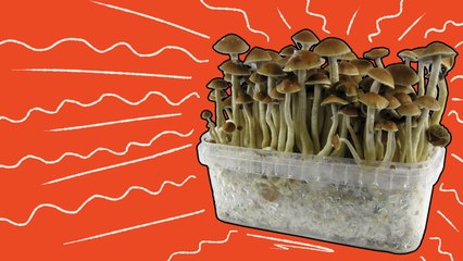 The History of Magic Mushrooms